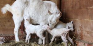 Ormanya’nın yeni maskotları dünyaya gözlerini açtı