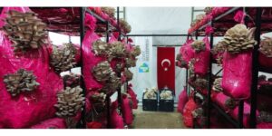 Vatandaşlara istiridye mantarı dağıttı