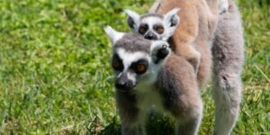 Ormanya ailesine yeni üyeler katıldı