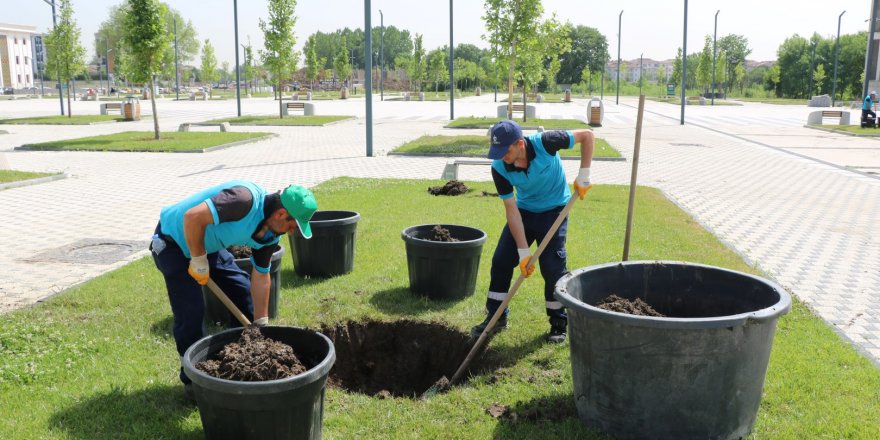 Kent Meydanı’na çınar ağaçları dikildi