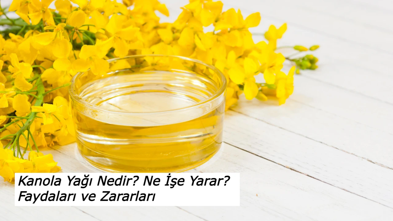 Kanola Yağı Nedir? Ne İşe Yarar? Faydaları ve Zararları