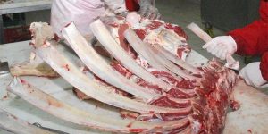 Kemik fiyatları dudak uçuklatıyor! – Özgün Kocaeli Gazetesi